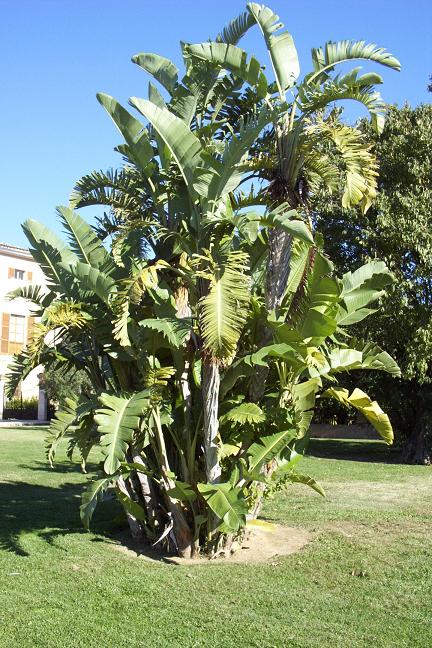 Palmera_bananera.JPG