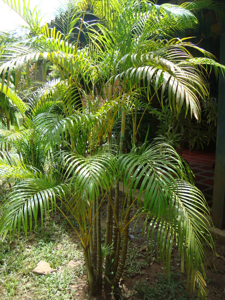 palmera_by_cerezoinwonderland-d48zqsu.jpg