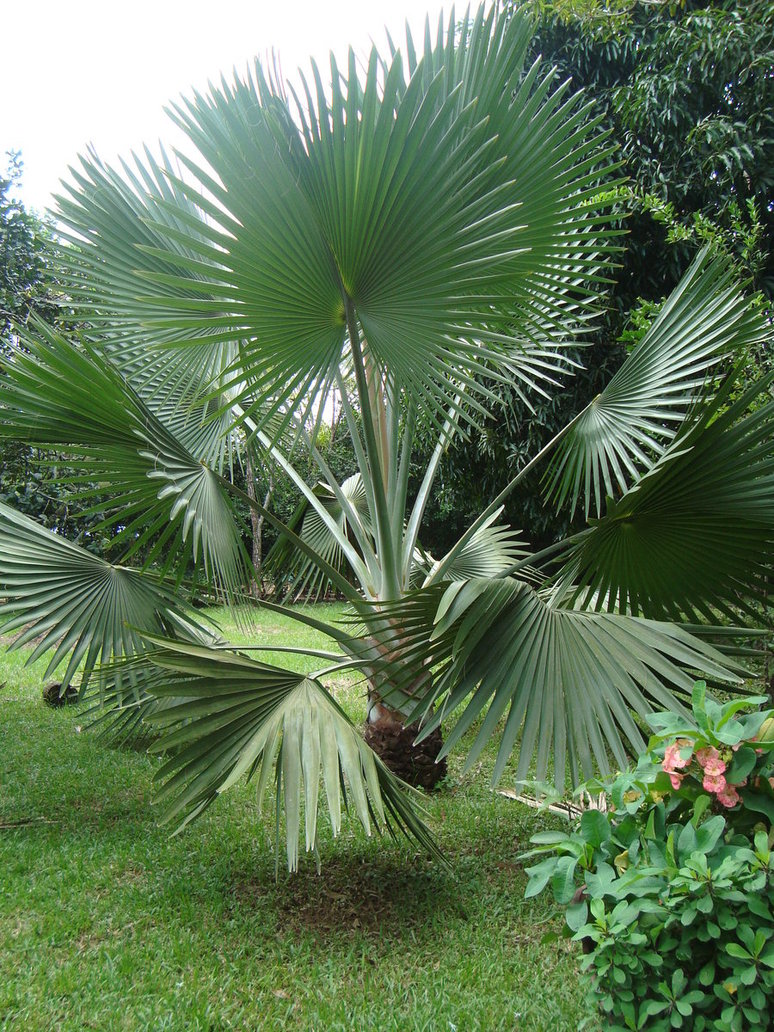 palmera_by_cerezoinwonderland-d48zxk9.jpg