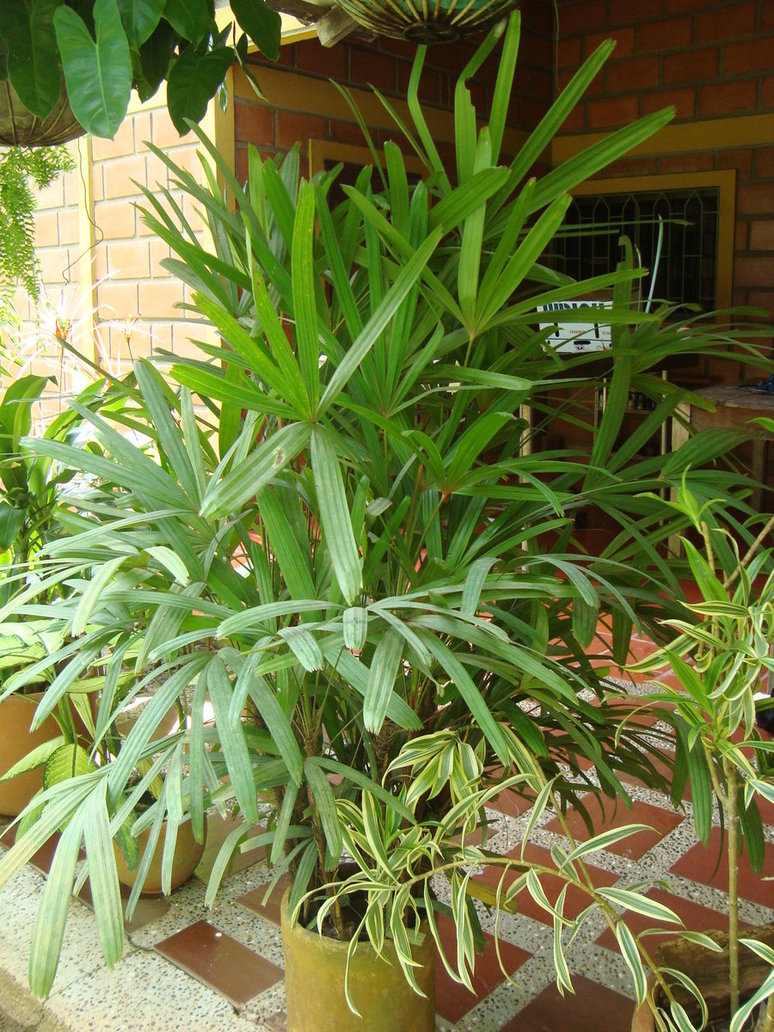 palmera_by_cerezoinwonderland-d490pui.jpg