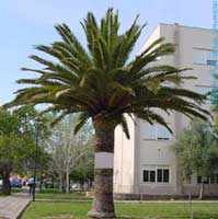 palmera_canaria.jpg