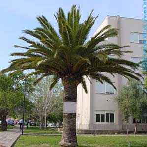 palmera_canaria.jpg