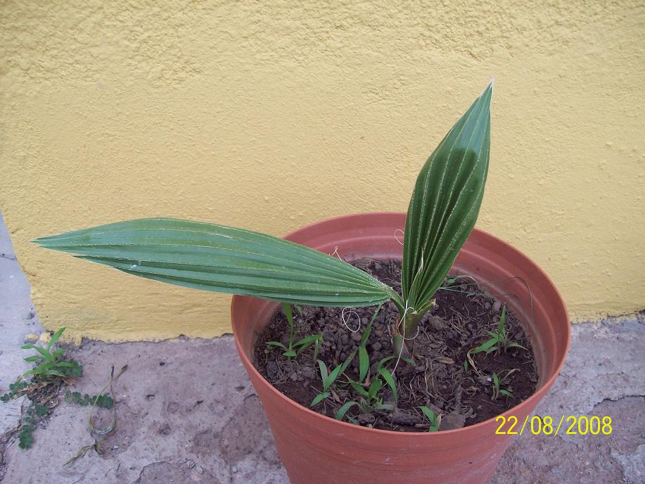 palmera_Washingtonia_bebe2.JPG