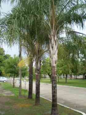 palmeras-pindo-de-alto-follaje-y-buen-tronco_a2e7b06_2.jpg