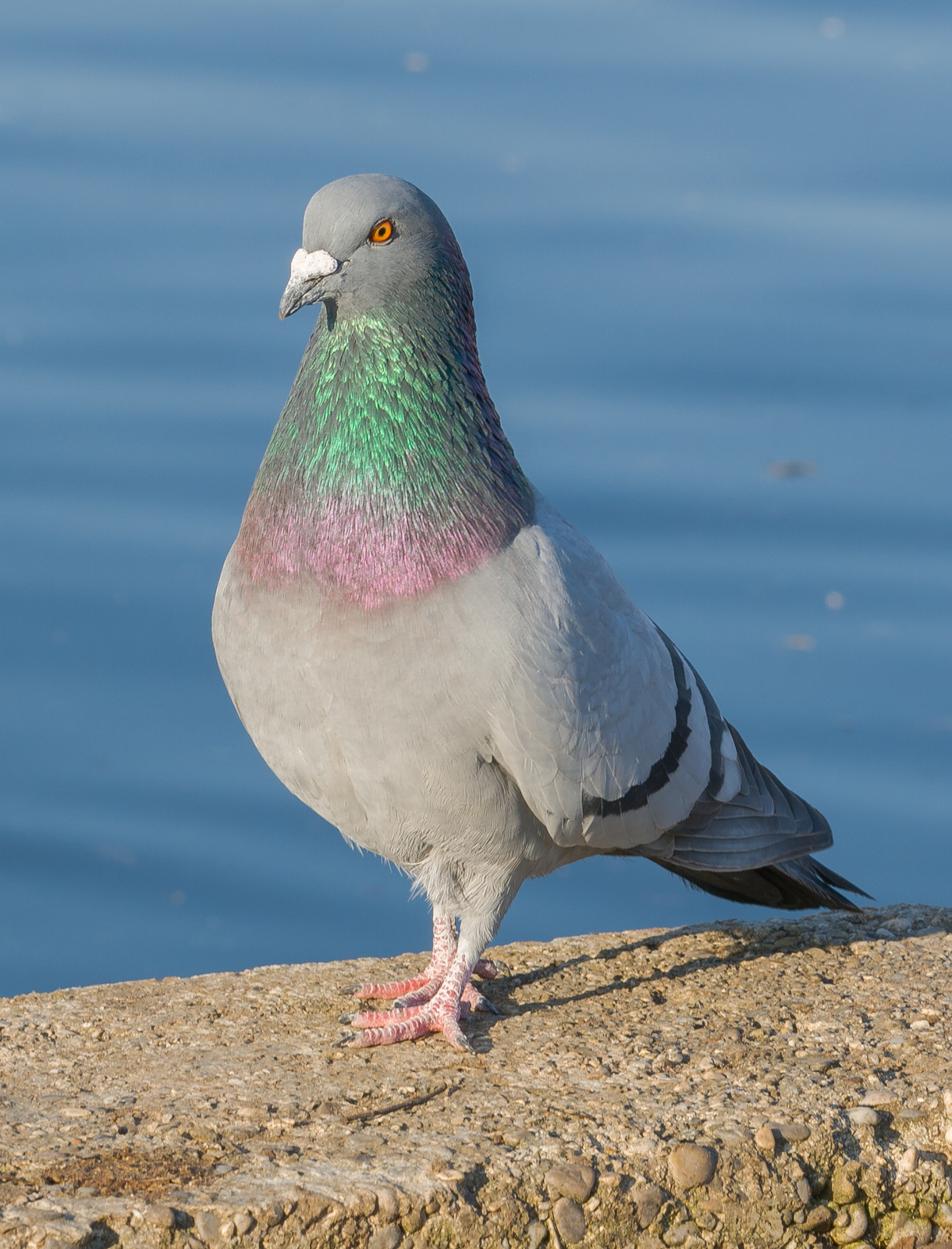 Paloma_brav%C3%ADa_%28Columba_livia%29%2C_Palacio_de_Nymphenburg%2C_M%C3%BAnich%2C_Alemania01.JPG