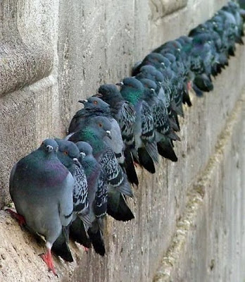 palomas_inem.jpg