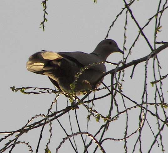 palomatorcaz1.jpg