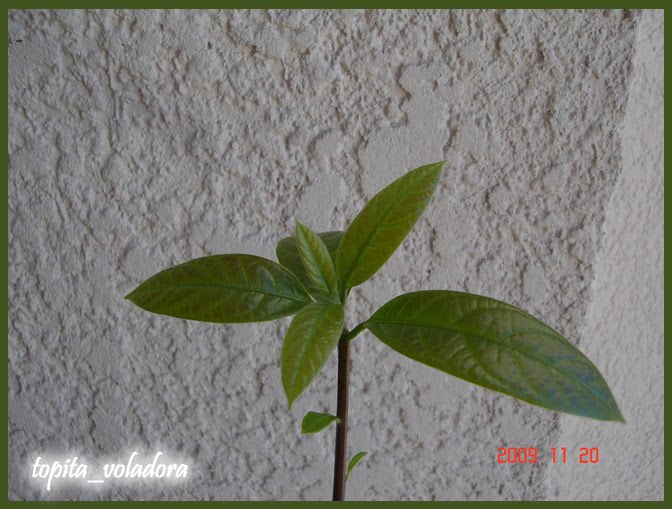 palta3.jpg