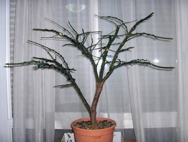 Pamatum_Grande_01.jpg