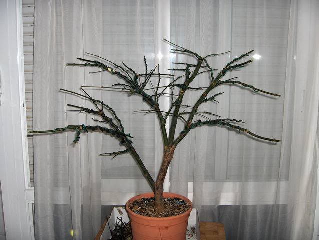 Pamatum_Grande_02.jpg