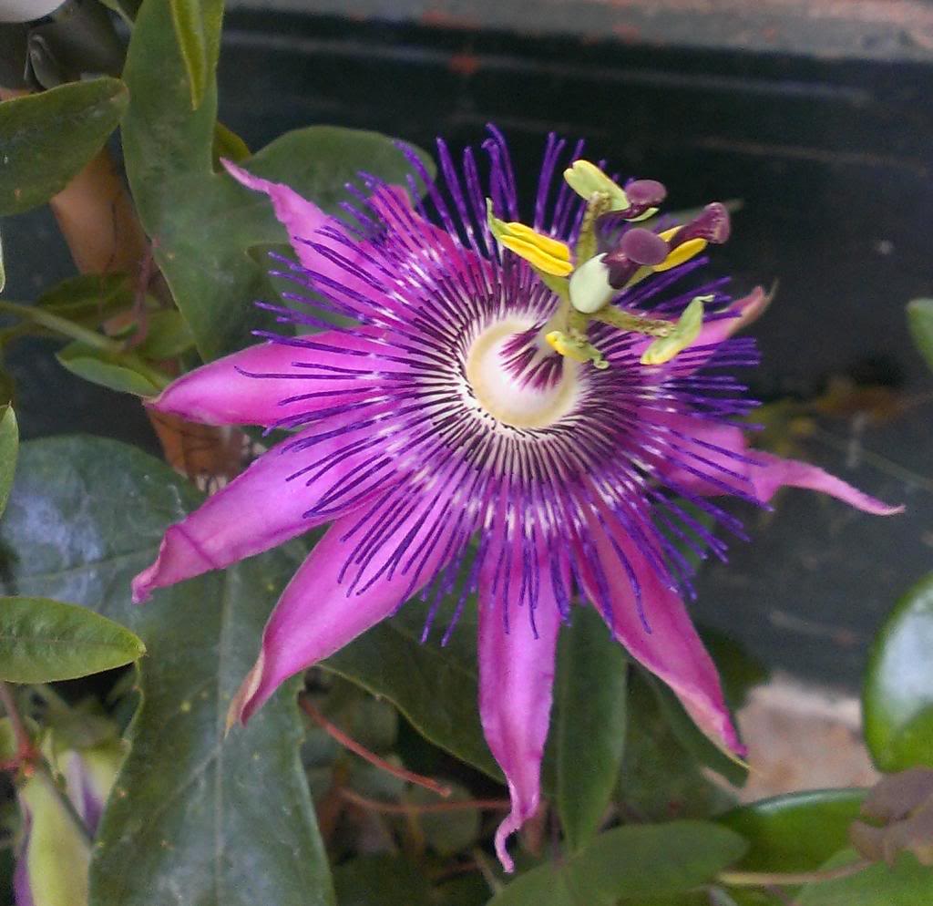 PAmethyst_zpsc2ea0770.jpg
