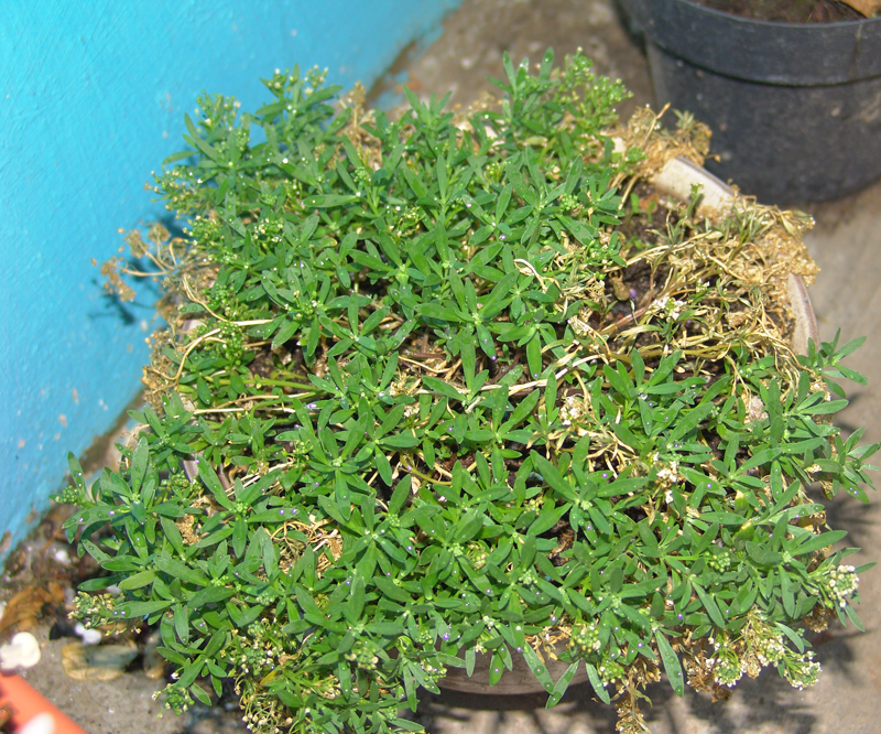 panalillo-o-nido-de-pajaro.jpg