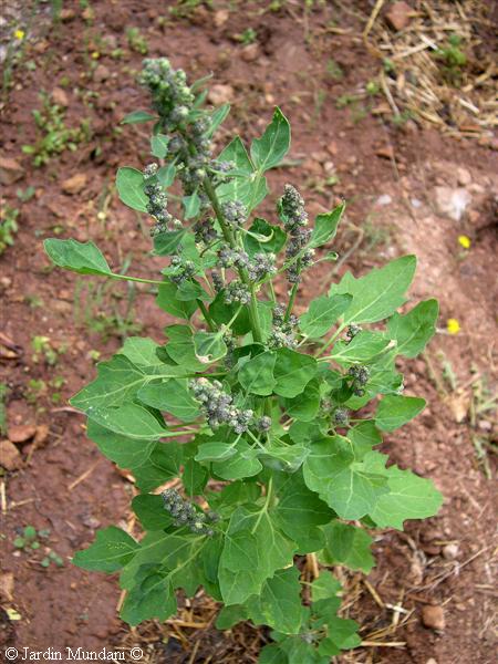 pandelosincas.jpg