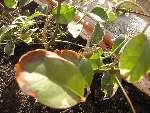 pandorea%20jasminoides.jpg
