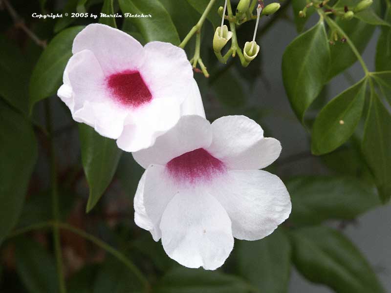 Pandorea-jasminoides.jpg