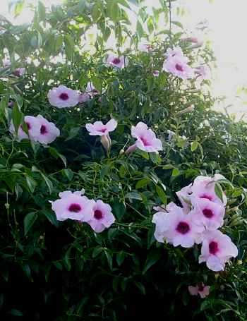 pandorea_jasminoides.jpg