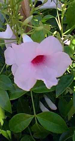 Pandorea_jasminoides.jpg