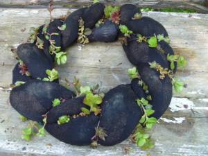 panty-hose-succulent-wreaths-21523065.jpg