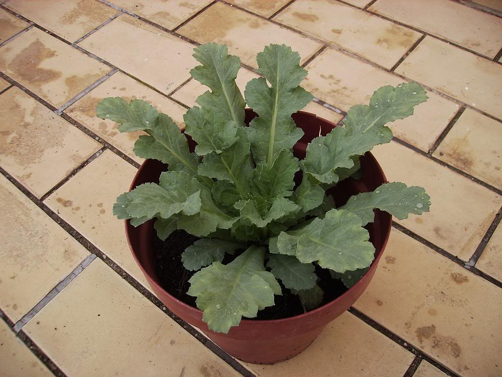 Papaver.jpg