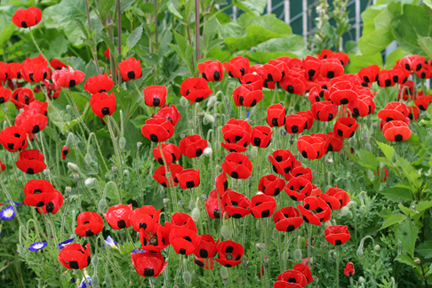 papaver.jpg