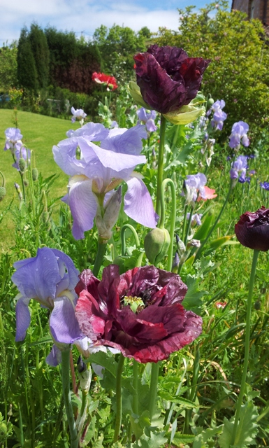 Papaver_e_Iris.jpg