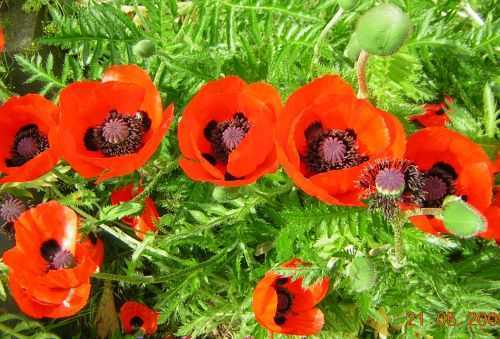 Papaver_orientale2.jpg