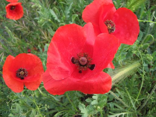 Papaver_rhoeas.jpg