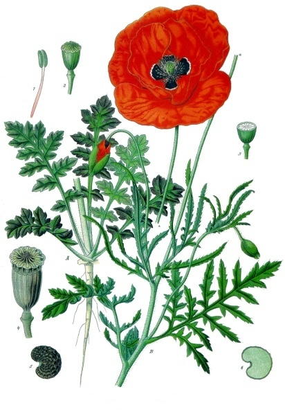 Papaver_rhoeas_-_K%C3%B6hler%E2%80%93s_Medizinal-Pflanzen-101.jpg