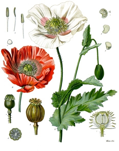 Papaver_somniferum_-_K%C3%B6hler%E2%80%93s_Medizinal-Pflanzen-102.jpg