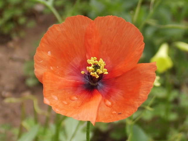 Papaverdubium.jpg