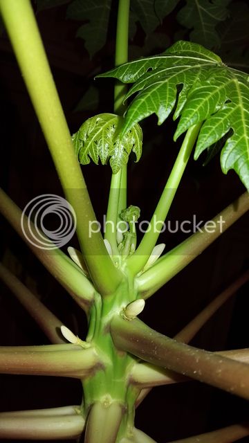 PAPAYA%201_zpstkhsx6d0.jpg