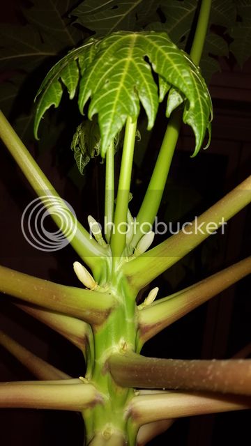 PAPAYA%202_zpszrwe68ap.jpg