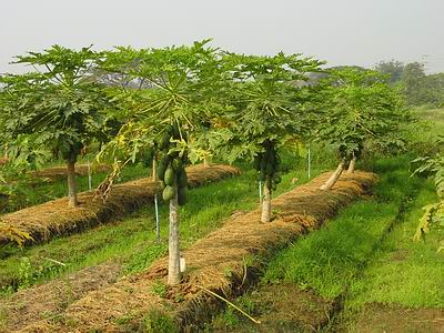 Papaya%20plants.jpg