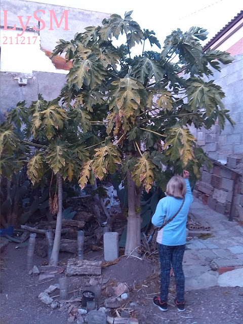 PAPAYA%2B%25284%2529.jpg
