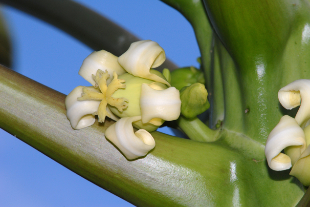Papaya-Carica-papaya-flowers-FLAAR-Photo-archive.jpg