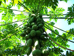 papaya1.jpg