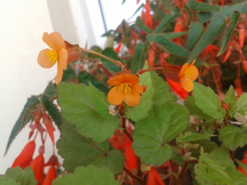 papaya28062012_1.jpg