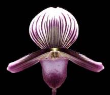 Paph%20barbatum%20'Floradise'%202.JPG