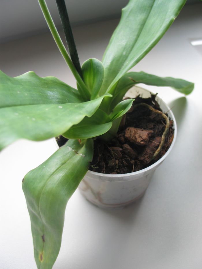 paph0101.jpg
