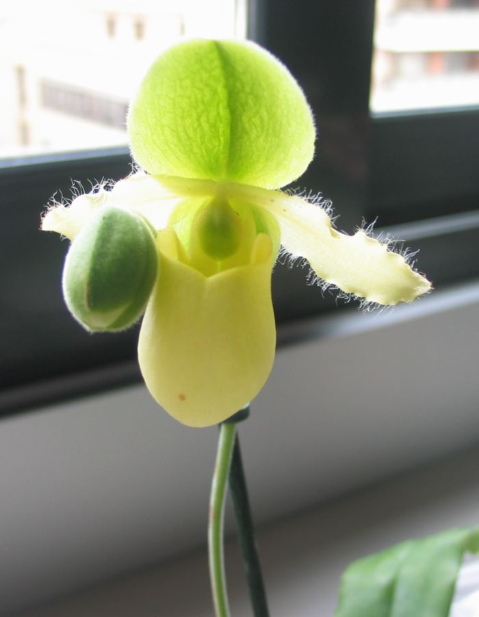 paph0102.jpg