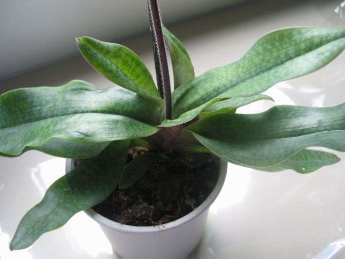 paph0201.jpg