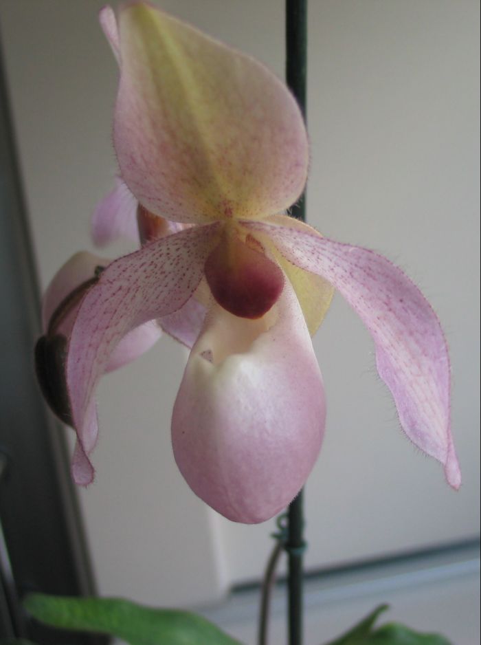 paph0202.jpg