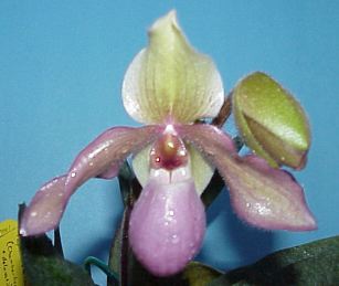 Paph10.jpg