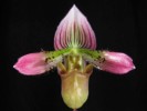 paph_acmodontum.jpg