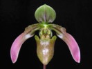 paph_amabile.jpg