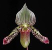 paph_argus.jpg