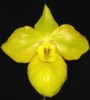 paph_armeniacum.jpg