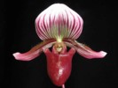 paph_barbatum.jpg