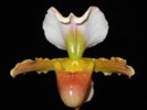 Paph_barbigerum.jpg