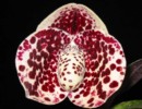 paph_bellatulum.jpg